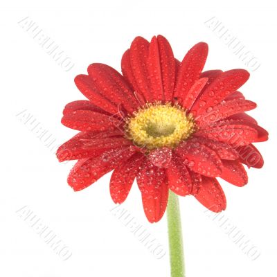 Red Gerber