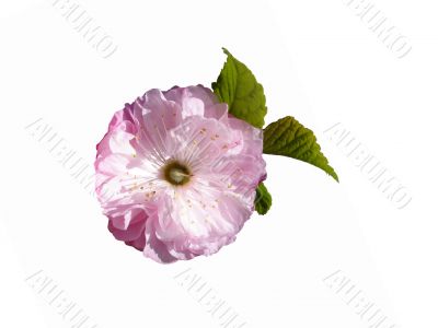Pink Flower