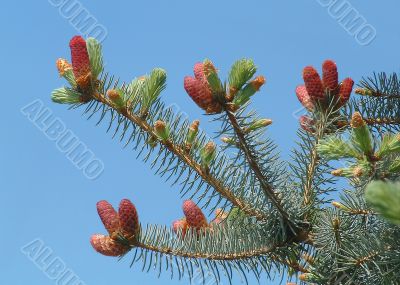 Fur-tree