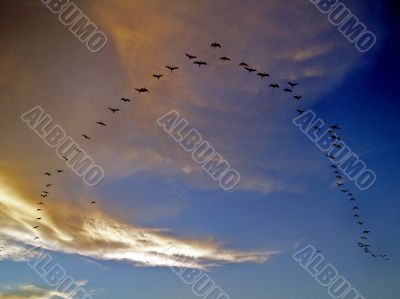 Flying Birds