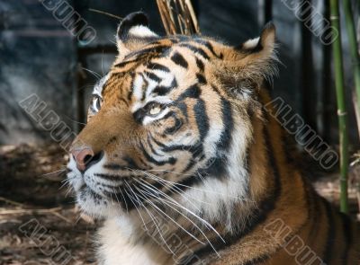 Tiger Portrait