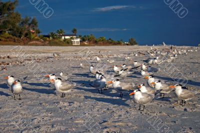 Birds