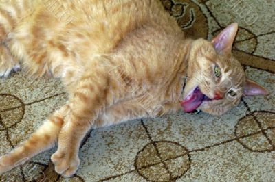 Cat with Tongue