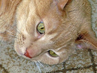 Head of a Cat