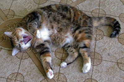 Cat Yawn