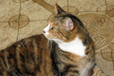 Sight of a Cat
