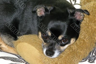 Dog Resting