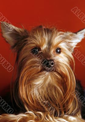 Yorkshire terrier