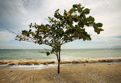 Lonely tree