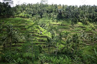 Rice terraces