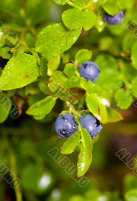 Ripe bilberry