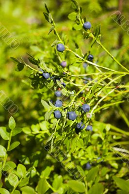 Bilberry