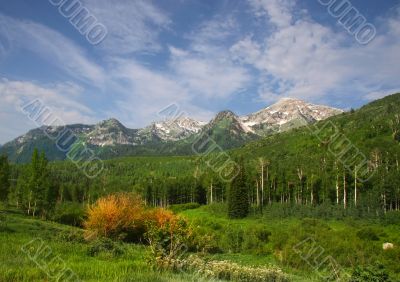 Mountain Splender