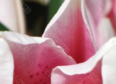 pink flower petal close-up