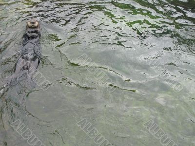 otter floating on it`s back
