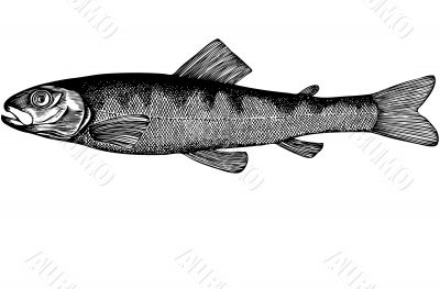 Fish Esox Incius illustration