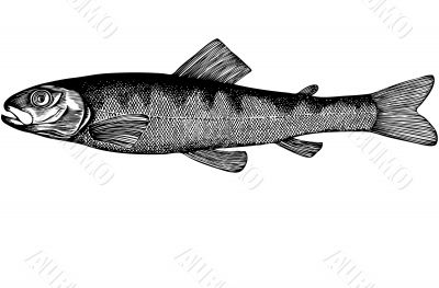 Fish Esox Incius illustration