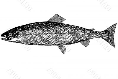 Fish Salmon illustration