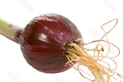 Small Red Onion