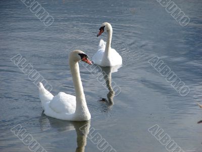 Two white swans