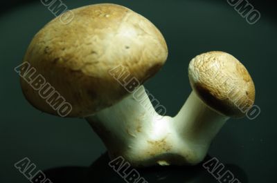 champignon