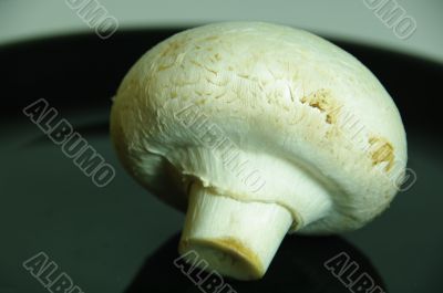 mushroom white