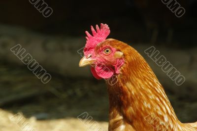chicken head