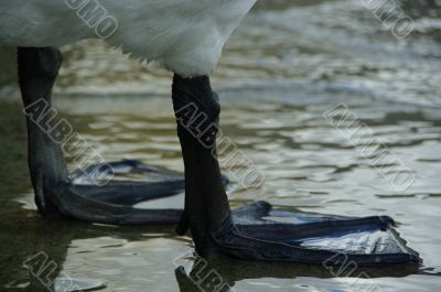 swan feet