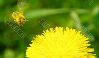 yellow flower nectar bee