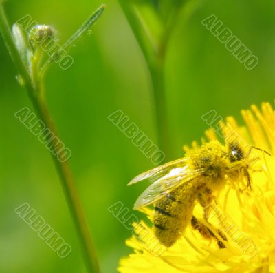 bee macro