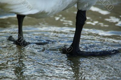 swan feet