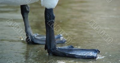 swan feet