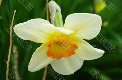 fower trumpet white