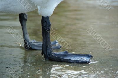 swan feet