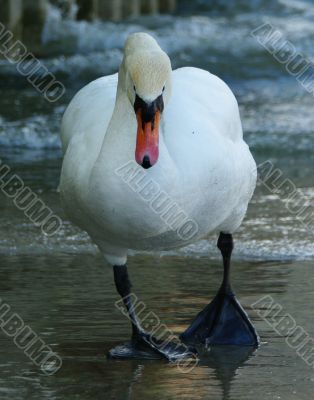 bird macro
