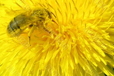 bee