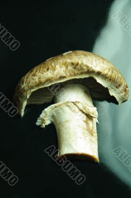 mushrooom half