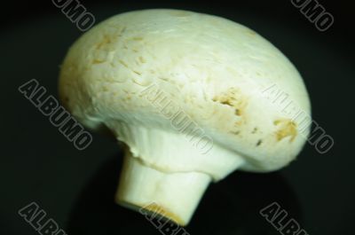 white mushroom