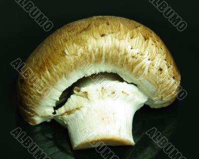 mushroom brown