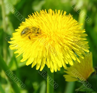 bee flower yellow