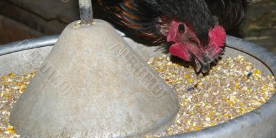 chicken picking corn