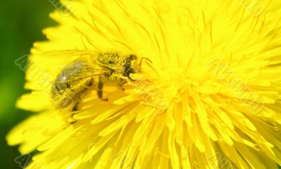 bee wings