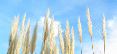 macro shot plant sky