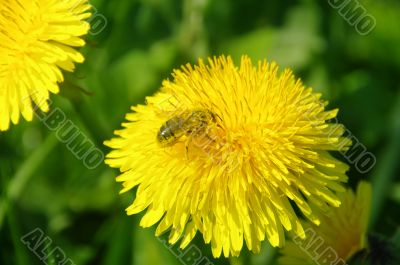 bee on flower yellow