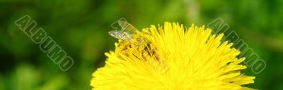 bee macro shot full nectar