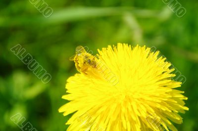 bee on flower macro