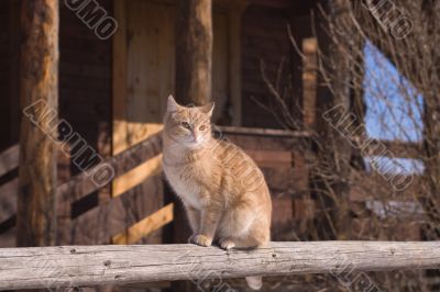 Sitting red tabby cat