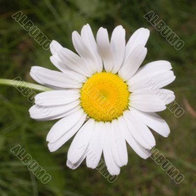 White Daisy