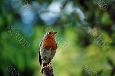 Robin - Erithacus Rubecula