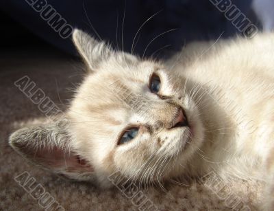 kitten named bella